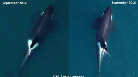 Three Southern Resident Killer Whales Declared Dead Plunging Population