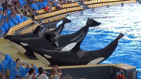 Orcas are very social and emotional animals. Loro Parque , Tenerife, ORCAS - YouTube