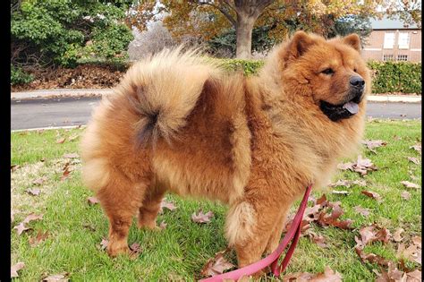 67 Akc Chow Chow Breeders Photo Bleumoonproductions