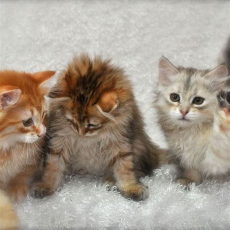 Hypo Allergenic Siberian Cats And Kittens For Sale Foreststar