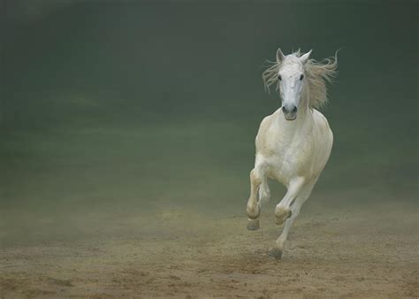White Horse Galloping Greeting Card By Christiana Stawski