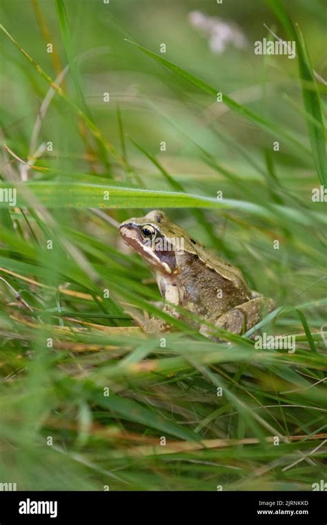 Common Frog Rana Temporaria Hiding In Long Grass In Uncut Area Of