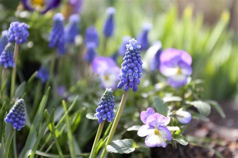 Longfieldgardens Blooming Now Muscari Blue Magic These Two Tone