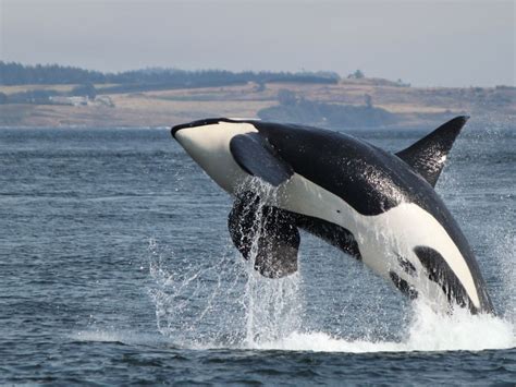 Orca National Geographic Society