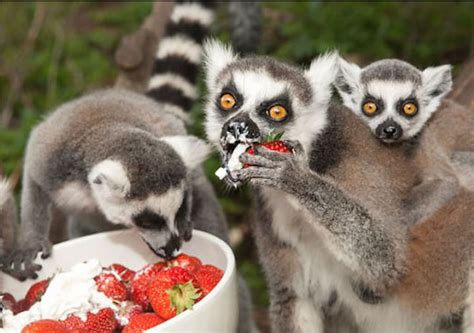 12 Animals Eating Berries Look Like Horror Movie Monsters