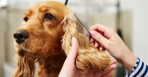 How To Groom Your Dog At Home A Basic Guide Propetcares