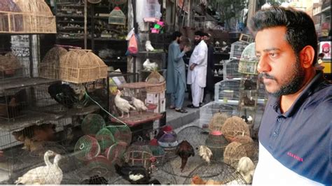 Visit To Birds Market Surprise For Ayyan Pindi Birds Market College