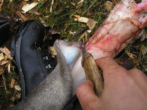 The dew claw is the largest claw on a cats foot. dew claw removal - DriverLayer Search Engine