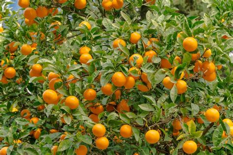 Blood Oranges Not Grapefruits Learning Thursdays