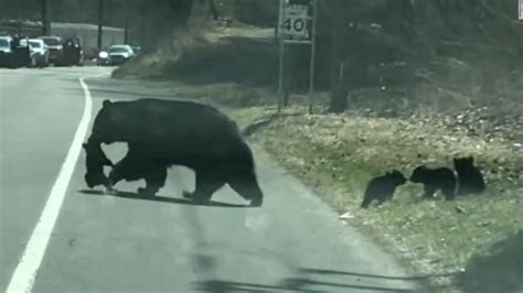 Mama Bears Struggle With Cubs Looks Hilariously Familiar Cnn Video
