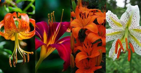 Alva K Street What Are The Different Types Of Lily Flowers Lilies