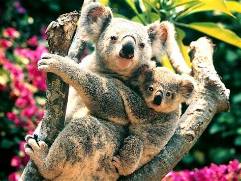 Koalas Lovely Animals Hd Wallpaper Peakpx