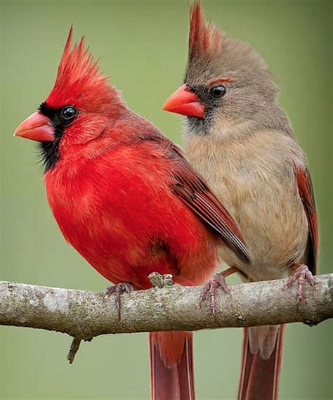 Cardinal Pair Sideways Cardinal Birds Beautiful Birds Pet Birds
