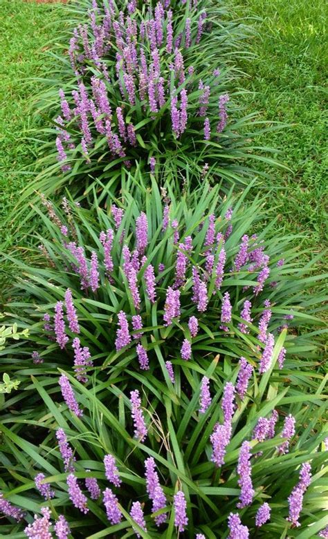 The seeds are roughened, contracted abruptly on top to form a beak with a parachute of bristles above. Liriope Royal Purple, Ground cover Grass, Vivid Purple ...