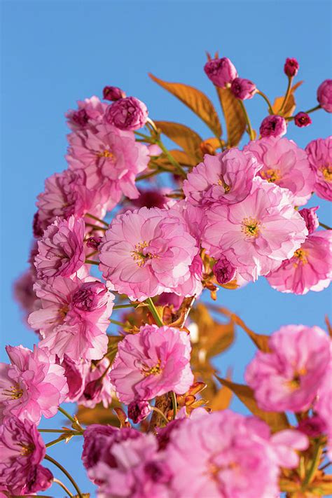 Cherry Blossom Against The Clear Blue Photograph By Jose Mendez Fine