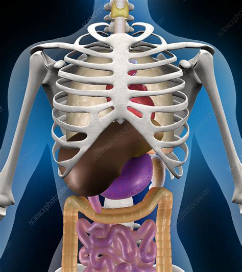 Lower left back pain from internal organs. Internal anatomy - Stock Image - P880/0137 - Science Photo ...