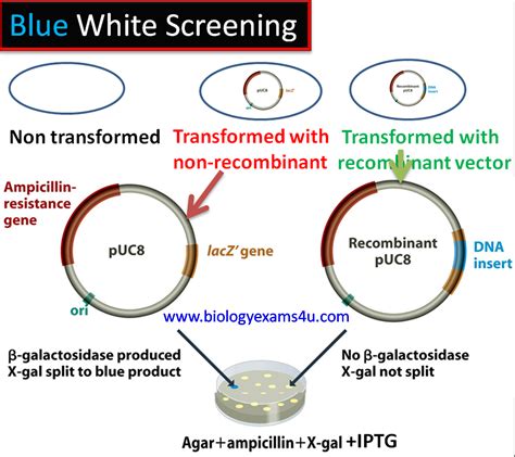 Blue White Screening For Selection Of Recombinants Using Puc Vector