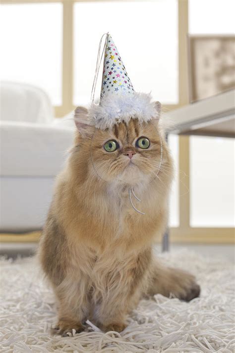 Persian Cat Wearing Party Hat In Living Room Photograph By