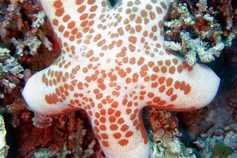 The Granulated Sea Star Whats That Fish