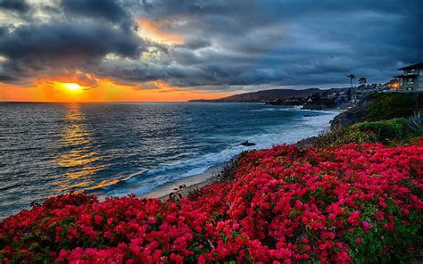 Coastal Wildflowers At Sunset Beautiful Sky Sunset Sea Coast