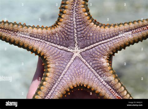 Bottom Side Of Starfish Zanzibar Tanzania Stock Photo Alamy