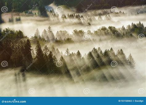 Sun Rays Over Foggy Oregon Forest Early Morning Stock Image Image Of