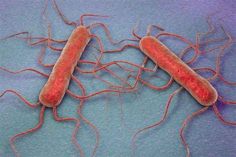 When symptoms of listeria infection are present, they usually consist of. Listeria Symptoms: Telltale Signs of a Food-Borne Virus ...