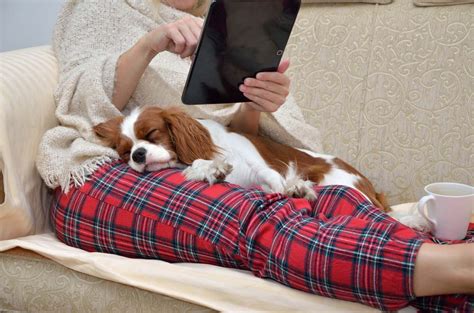 30 Best Lap Dogs For Cuddly Pet Owners