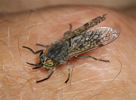 Heatwave Causes Influx Of Painful Horsefly Bites Heres What To Do If