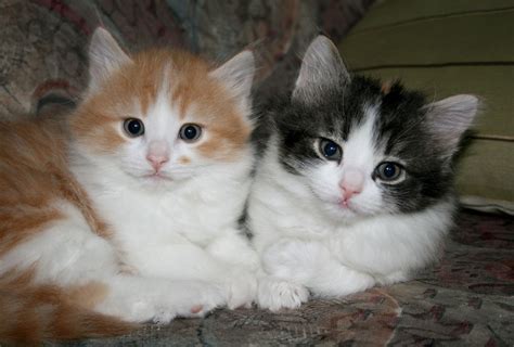 Brother And Sister Cute Cats Cat Photo Kittens