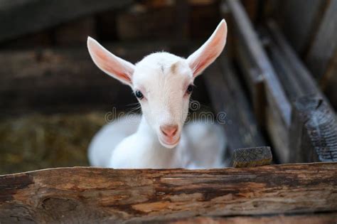 A White Baby Goat Beautiful Cute Baby Goat Kid Stock Image Image Of