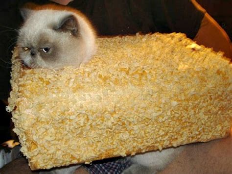 That's where rice krispies cereal comes into play. Here Are 10 Unamused Pets Dressed as Food, Including a ...