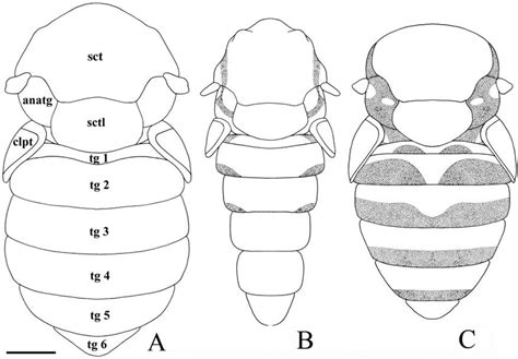 Body Dorsal View A Philopota Conica Female B Philopota Conica