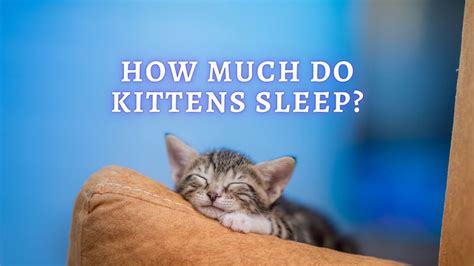 🐾how Much Do Kittens Sleep Everything About Kittens Sleeping Habits