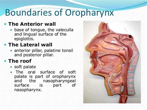 Tumors Of The Oral Cavity And Oropharynx