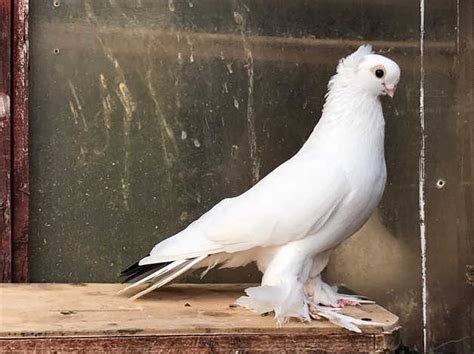 Polish Pigeons For Sale In Salford On Freeads Classifieds Pigeons