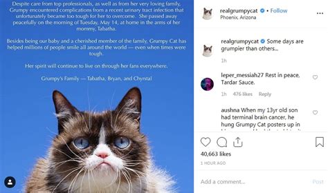 grumpy cat died from uti complications after 7 years and millions of followers and memes the