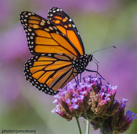 An Orange And Black Butterfly Sitting On Top Of A Purple Flower