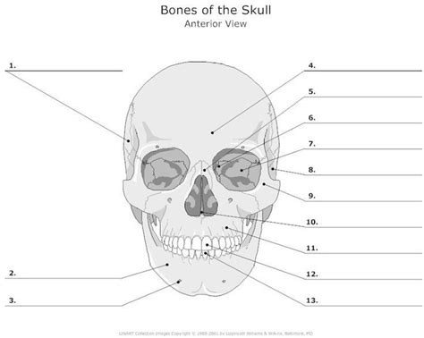Facial Bones Diagram Quizlet