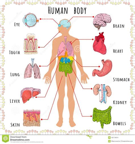 Chart Of Human Organ Location