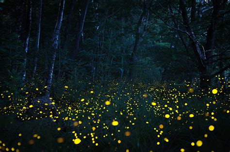 100 Firefly Pictures Download Free Images On Unsplash