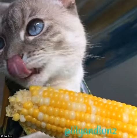 Yes, cats can eat corn without any major concerns but, as cats are obligate carnivores they're unable to get any real nutritional benefits from corn. Cat eats corn on the cob just like a human on Instagram ...