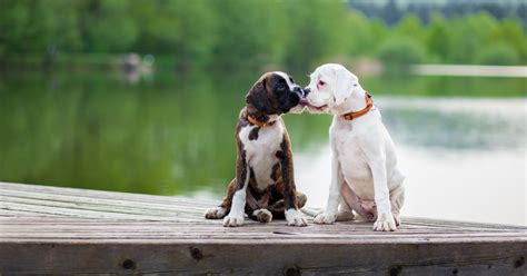 7 Fascinating Reasons Why Dogs Kiss Each Other Ishop Fptcom