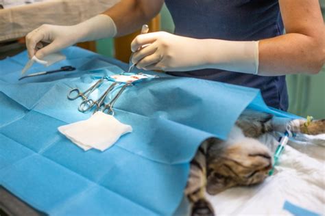 What Happens If You Neuter A Cat Too Early 5 Vet Reviewed