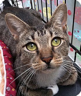 Adopting a pet means you need to commit to and take care of it for please note that the cat welfare society is not a shelter and we do not house any cats. Brooklyn, NY - Domestic Shorthair. Meet Catherine a Cat ...