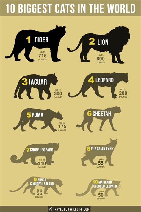 What Is The Biggest Wild Cat Species