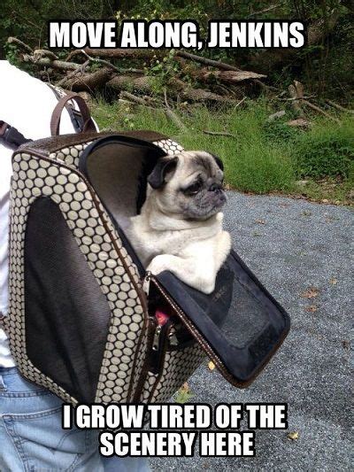 The 38 Most Majestic Pugs Of 2014 Pugs Funny Funny Dog Memes Pug Memes