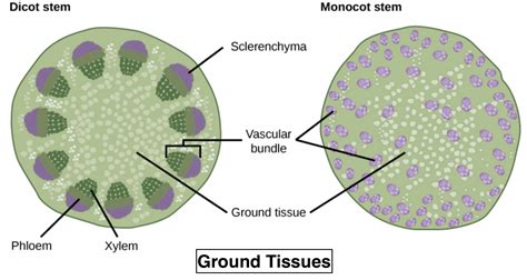 Ground Tissue Includes A All Tissues Internal To Endodermisb All