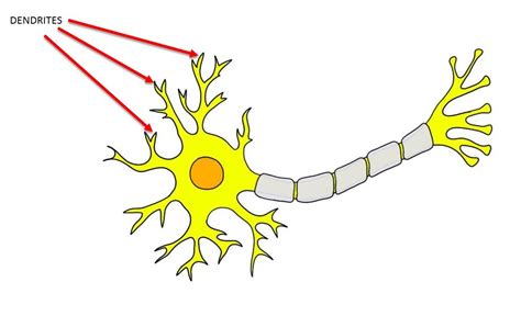 Dendrite Definition — Neuroscientifically Challenged