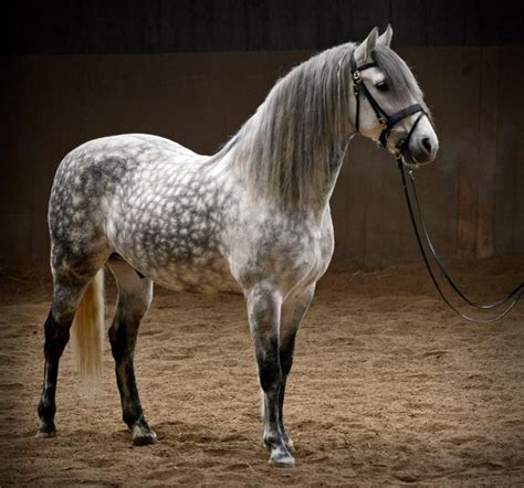 Mantelli Del Cavallo Grigio Pomellato Horse Coat Colors Dapple Grey